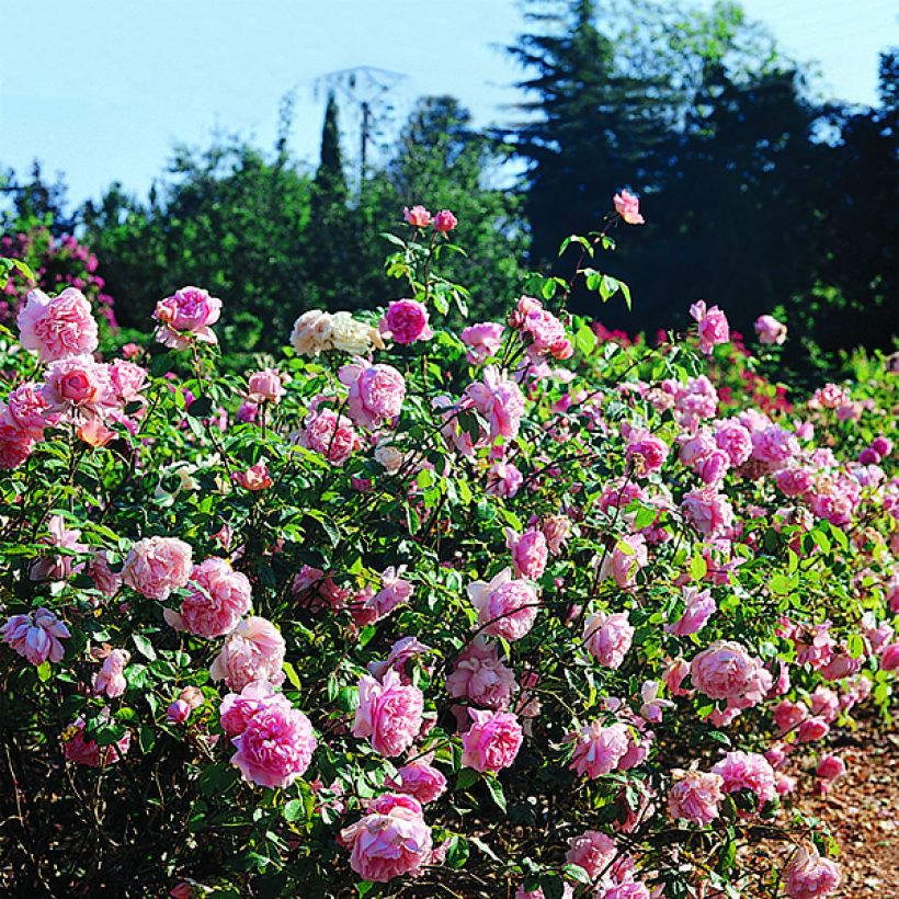 Rosa Generosa Sonia Rykiel - Guillot Rose (Flowering)
