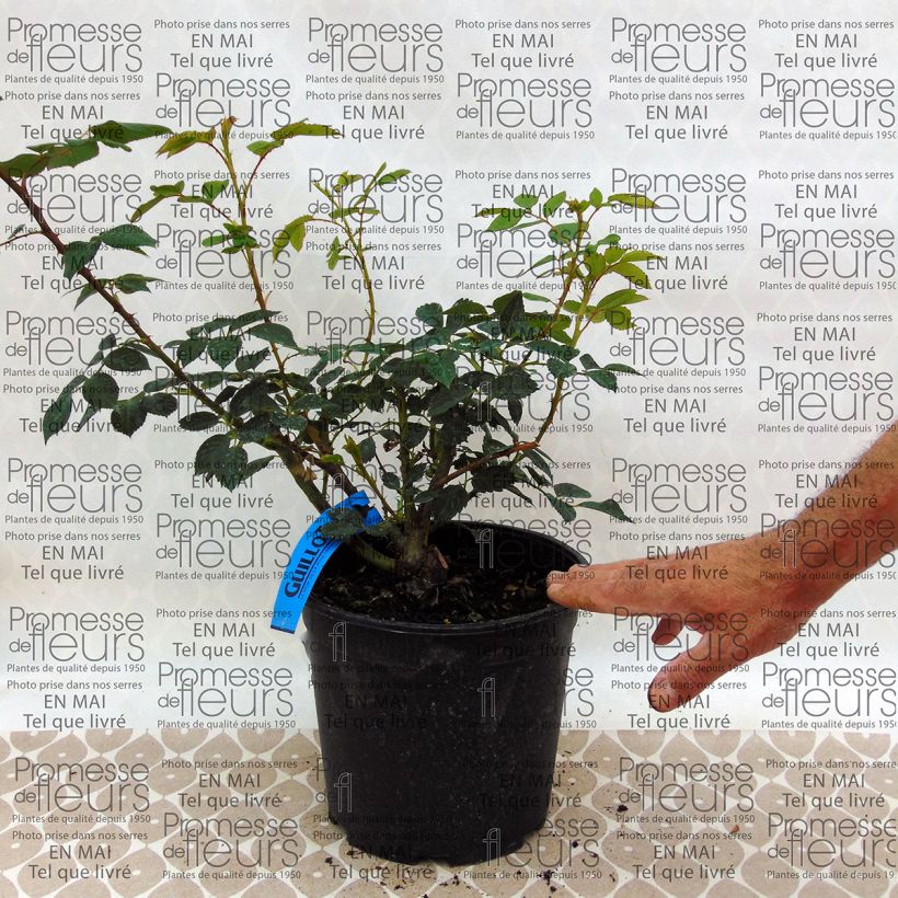 Example of Rosa Generosa Sonia Rykiel - Guillot Rose Topf mit 4L/5L as you get