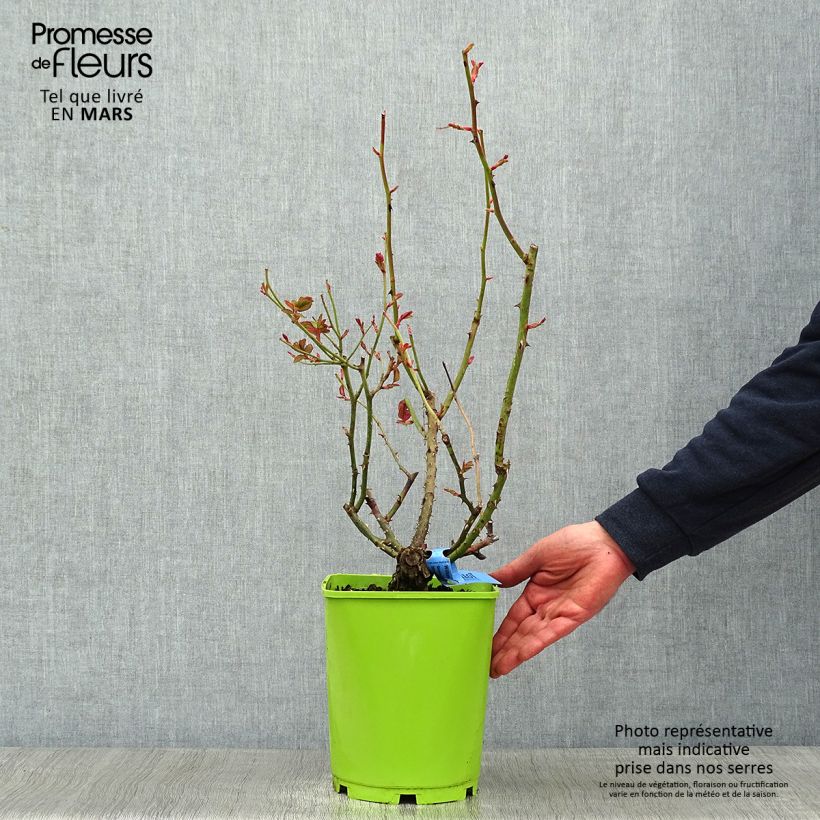 Example of Rosa Generosa William Christie - Guillot Rose Topf mit 4L/5L as you get in hiver