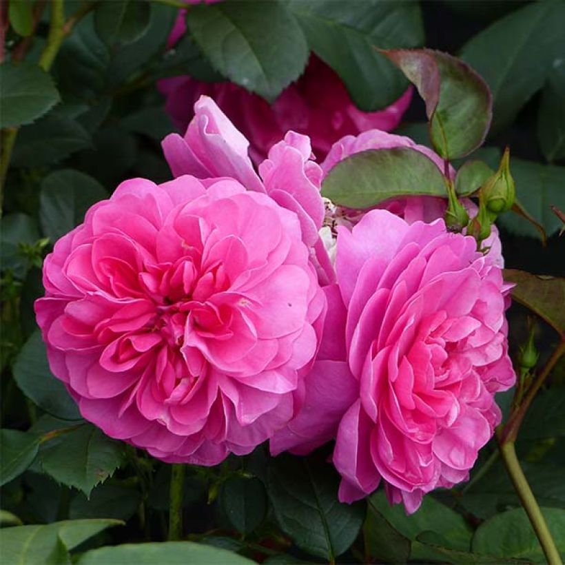 Rosa Allegro - Kletterrose (Flowering)