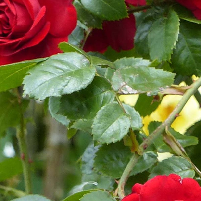 Rosa Amadeus - Kletterrose (Foliage)