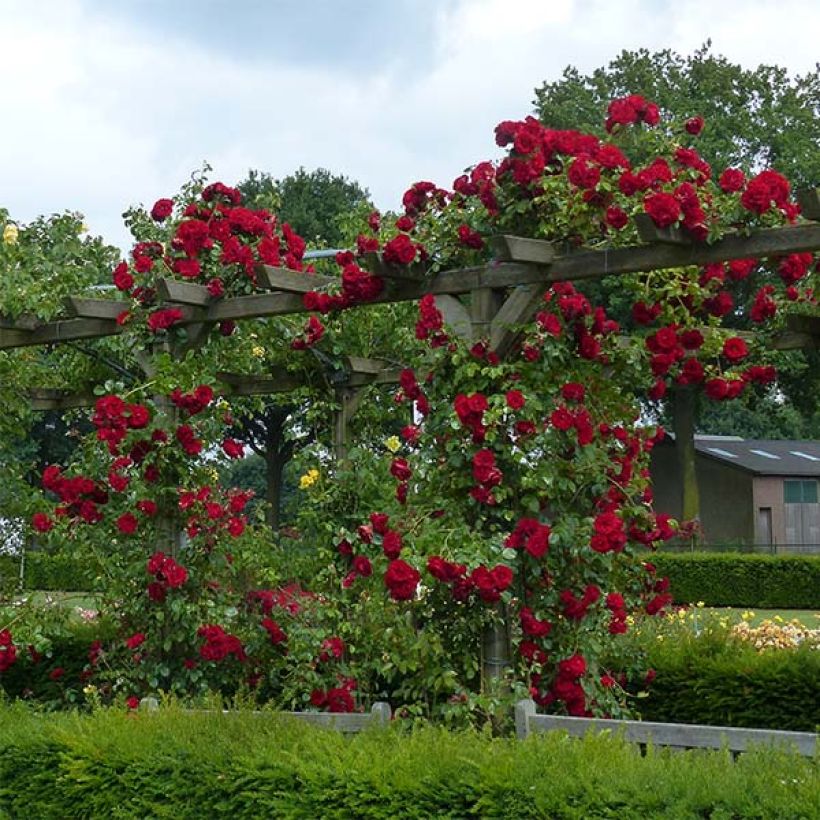 Rosa Amadeus - Kletterrose (Plant habit)