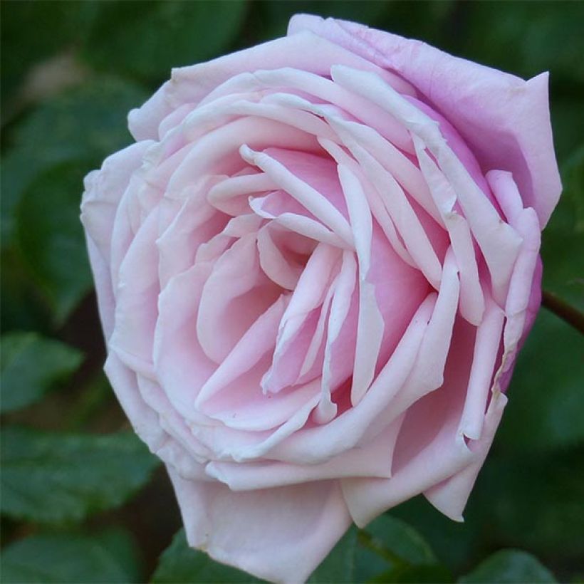 Rosa Blossomtime - Hybrid-Kletterrose (Flowering)
