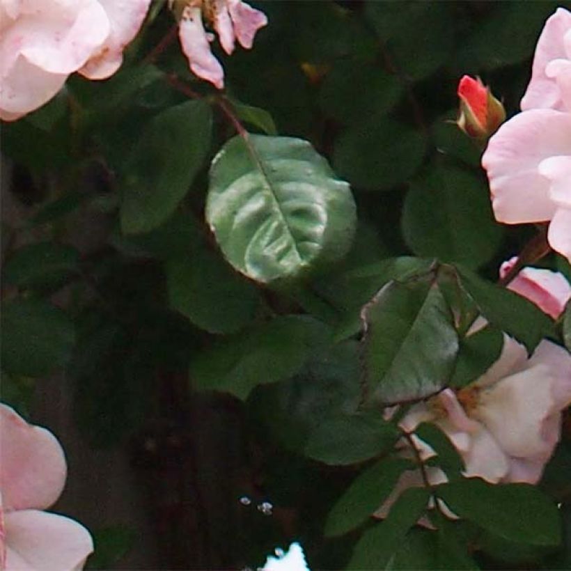 Rosa Clair Matin - Kletterrose (Foliage)