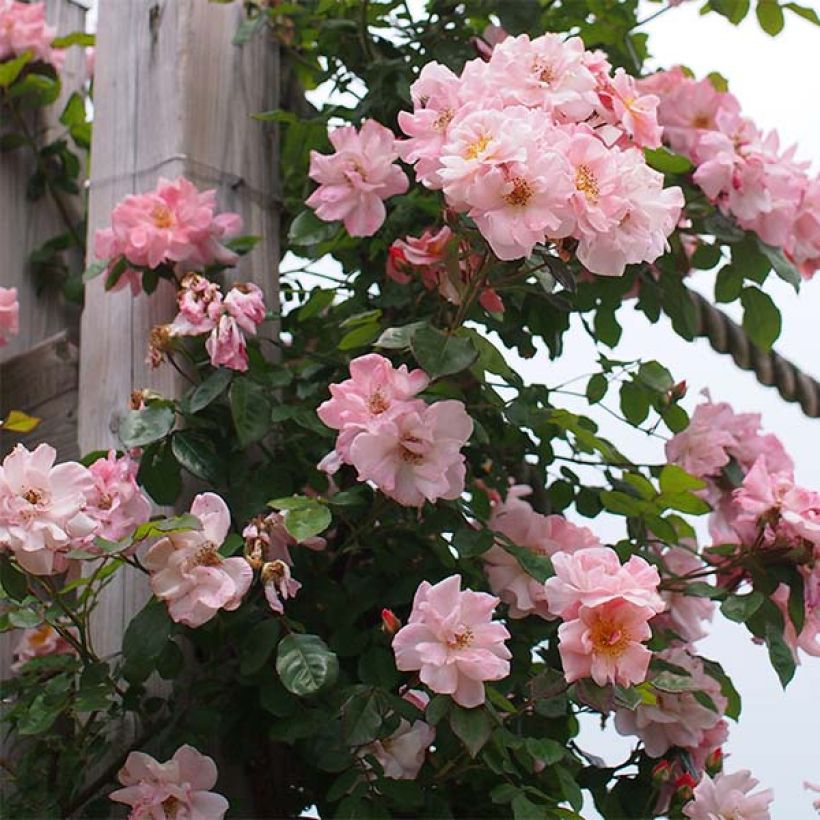 Rosa Clair Matin - Kletterrose (Flowering)