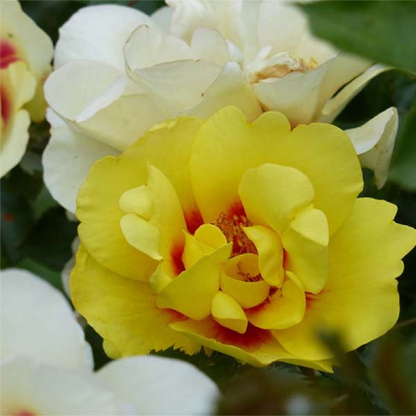 Rosa Eyeconic - Kletterrose (Flowering)
