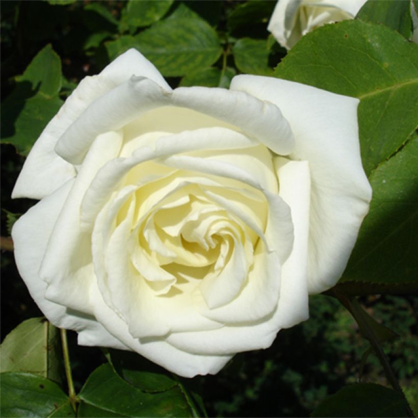 Rosa Paul's Lemon Pillar - Kletterrose (Flowering)