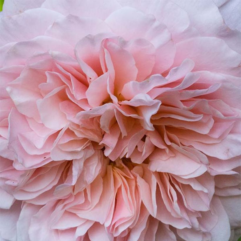 Rosa Klettermaxe - Kletterrose (Flowering)