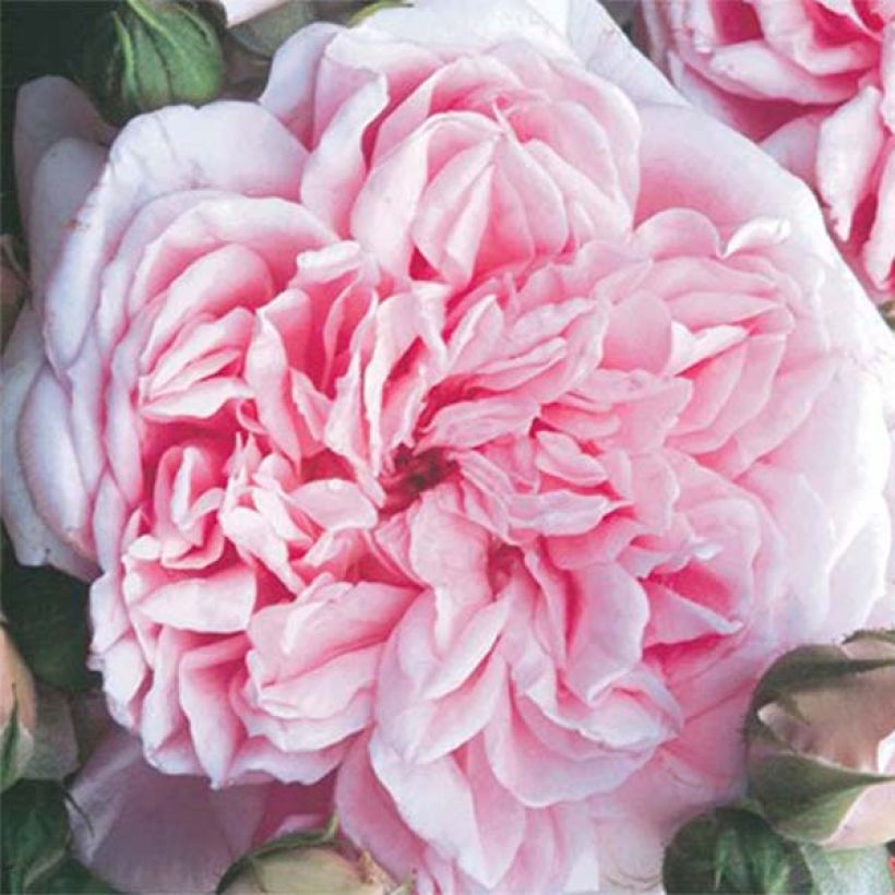 Rosa Times Past - Kletterrose (Flowering)