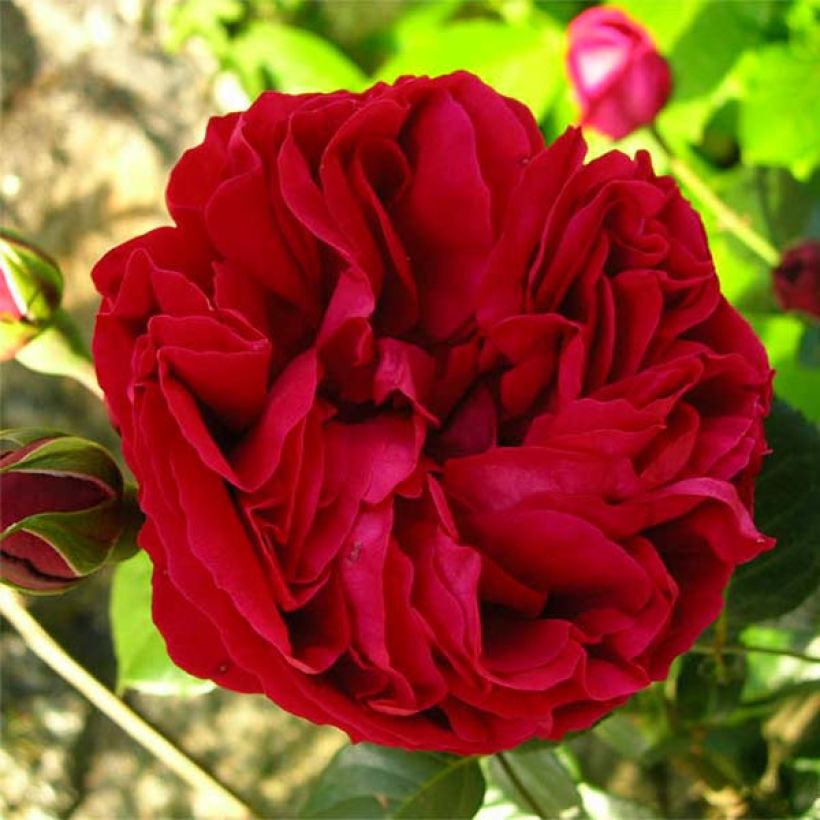 Rosa Red Eden Rose - Kletterrose (Flowering)