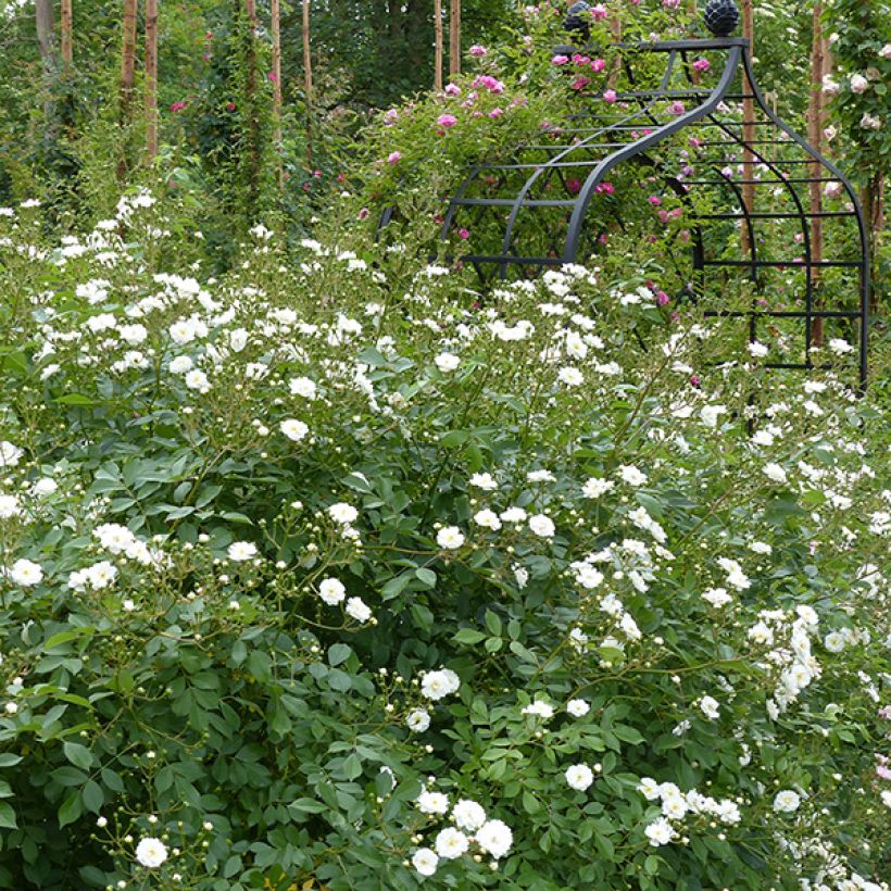 Rosa Guirlande d'Amour - Kletterrose (Plant habit)