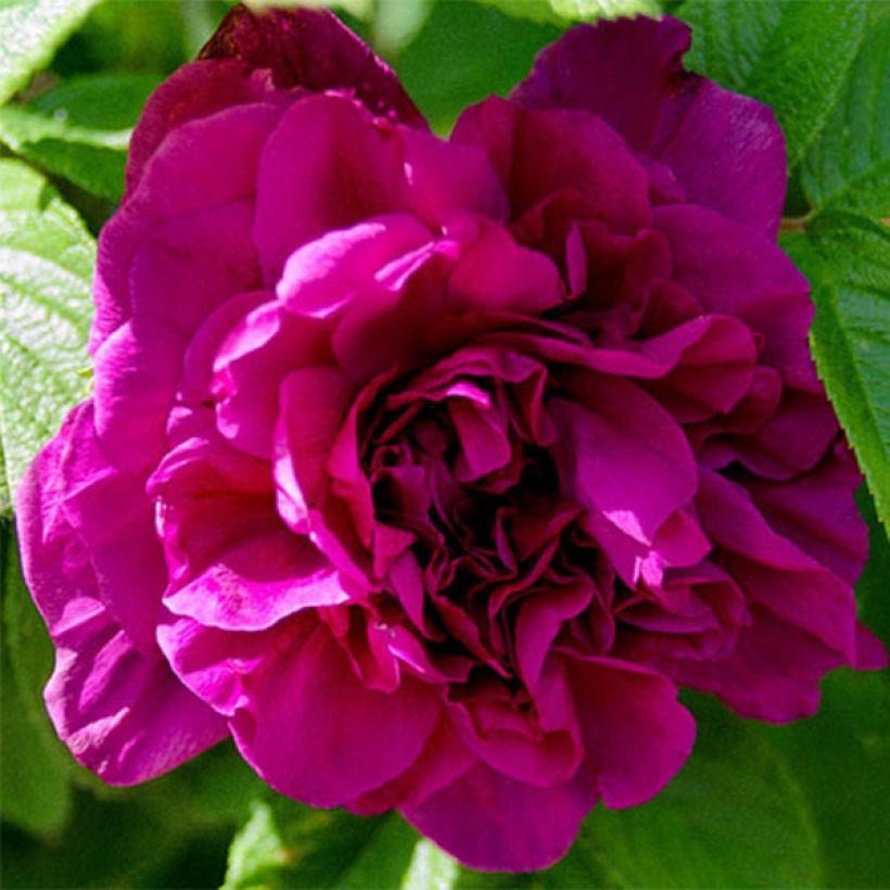 Rosa rugosa Hansa - Apfelrose (Flowering)