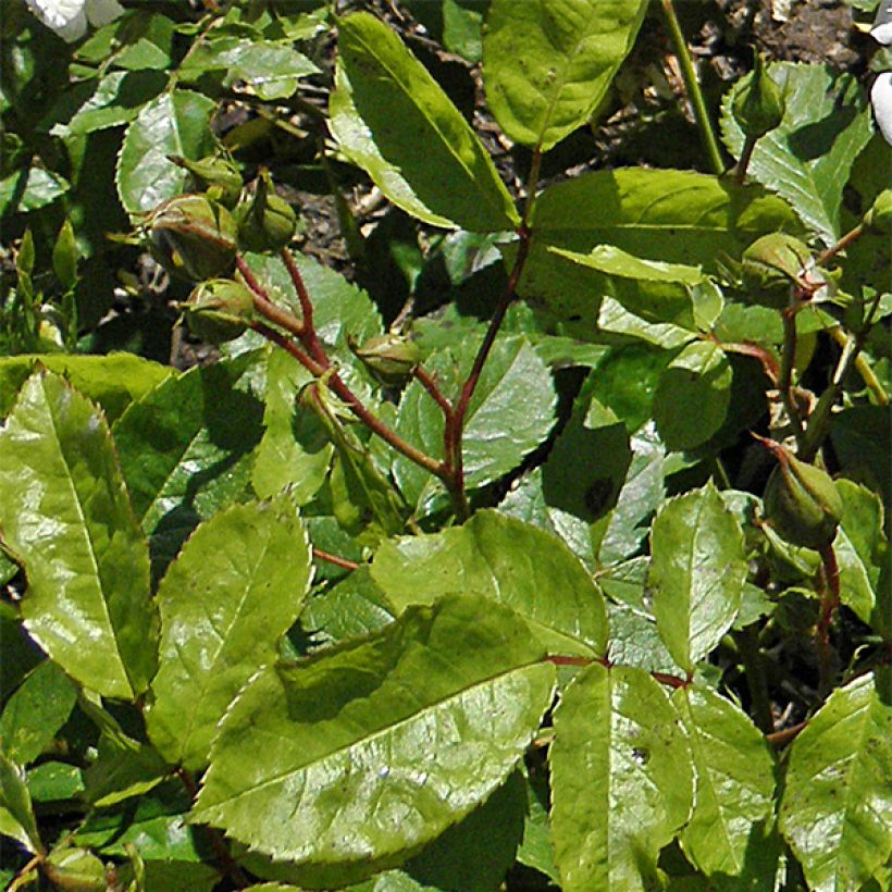 Rosa Irene of Denmark - Beetrose (Foliage)