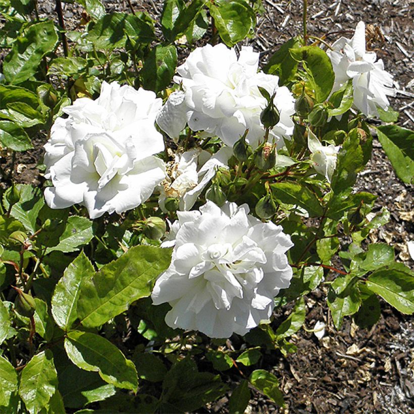 Rosa Irene of Denmark - Beetrose (Flowering)