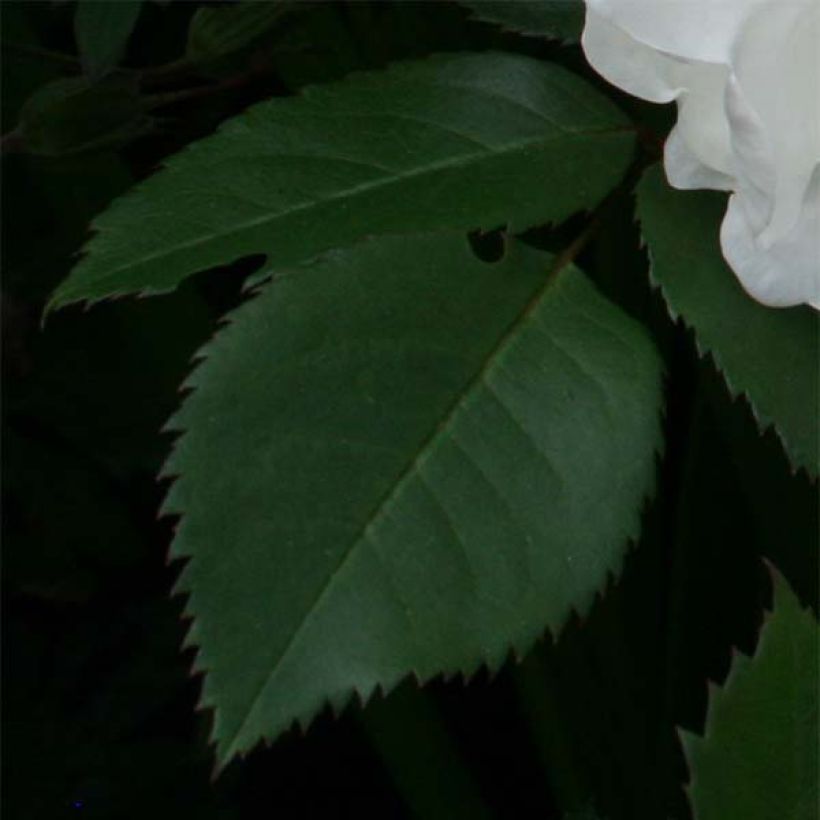 Rosa Jacqueline du Pré - Historische Rose (Foliage)