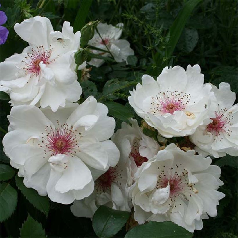 Rosa Jacqueline du Pré - Historische Rose (Flowering)