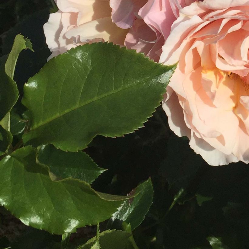 Rosa Jardin des Tuileries - Kletterrose (Foliage)