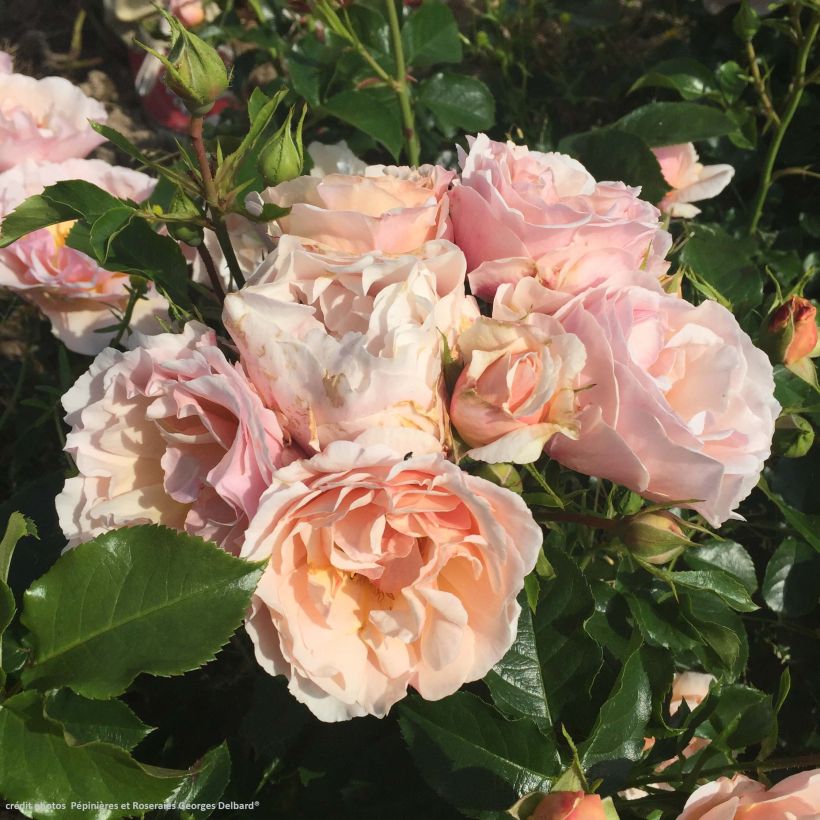 Rosa Jardin des Tuileries - Kletterrose (Flowering)