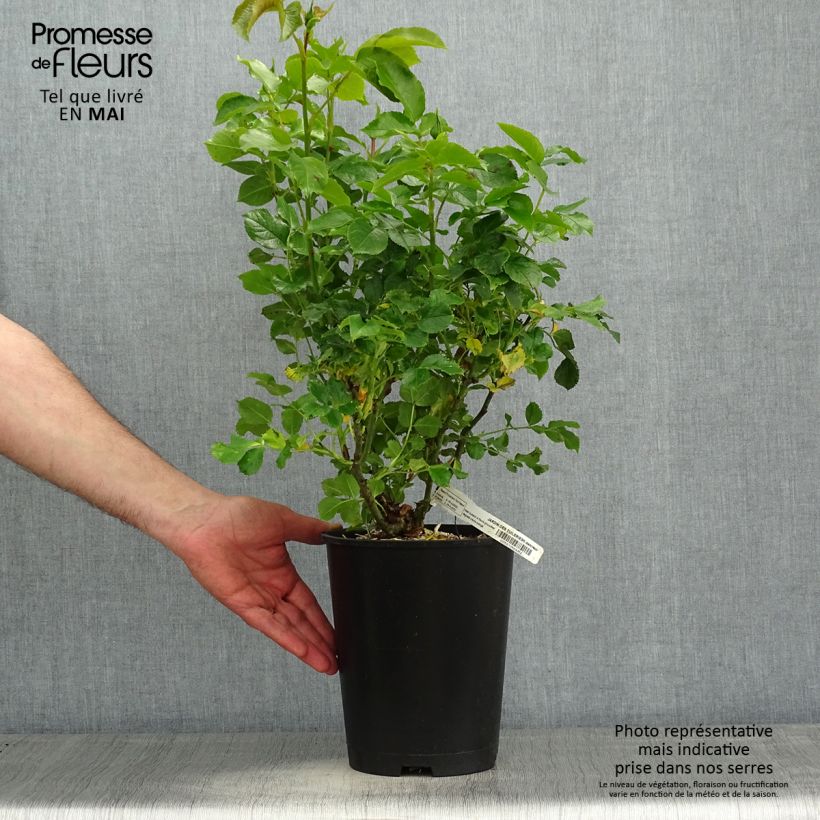 Exemplar von Rosa Jardin des Tuileries - Kletterrose Topf mit 3L/4L wie im Frühjahr geliefert