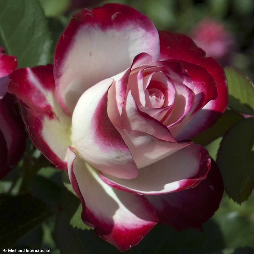 Rosa Jubilé du Prince de Monaco - Kletterrose (Flowering)