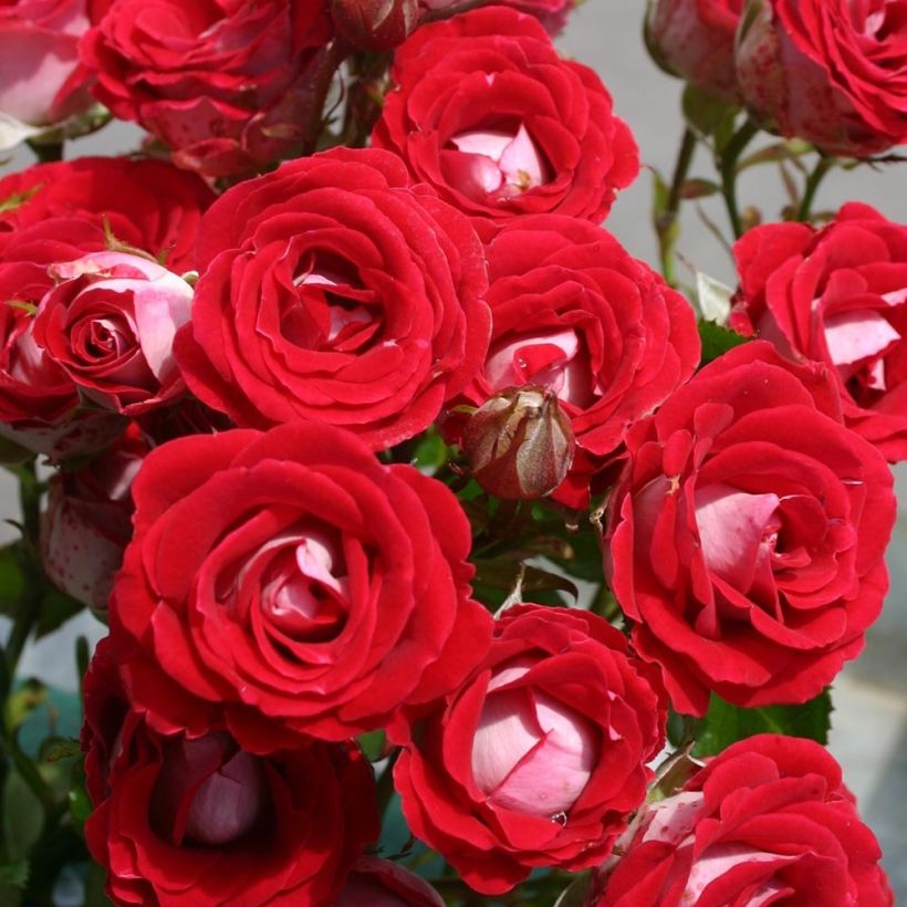 Rosa polyantha Lilliputs Anne Roumanoff - Zwerg-Parkrose (Flowering)
