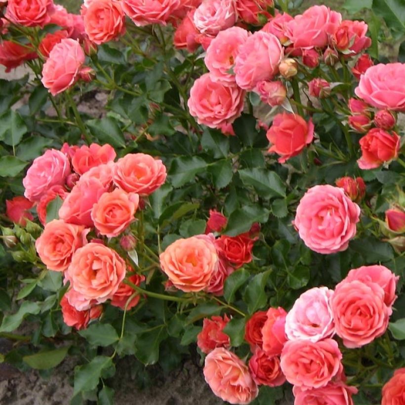 Rosa polyantha Lilliputs Mandarin - Zwerg-Parkrose (Foliage)
