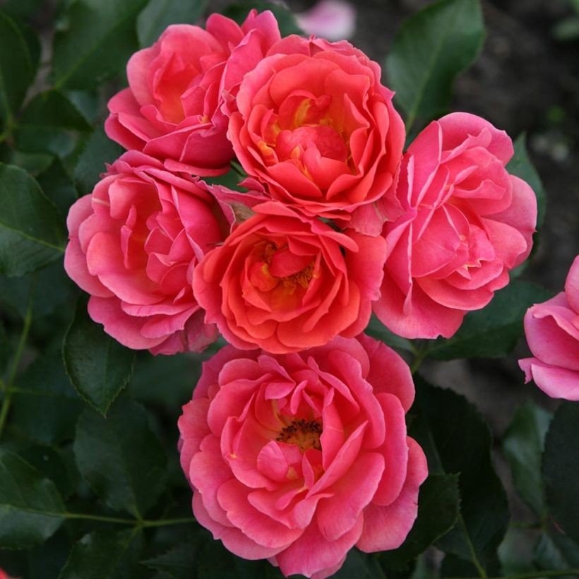 Rosa polyantha Lilliputs Mandarin - Zwerg-Parkrose (Flowering)
