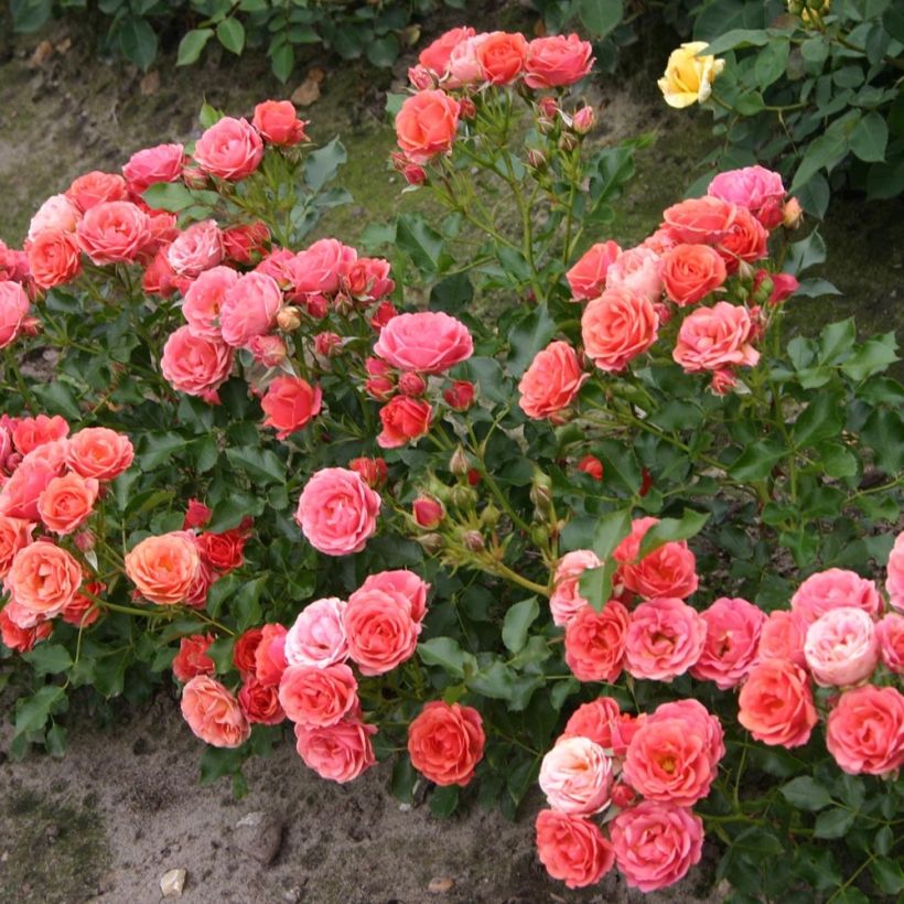 Rosa polyantha Lilliputs Mandarin - Zwerg-Parkrose (Plant habit)