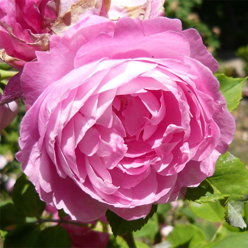Rosa La Reine Victoria - Historische Rose (Flowering)