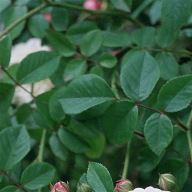 Rosa Felicité et Perpétue - Rambler-Rose (Foliage)