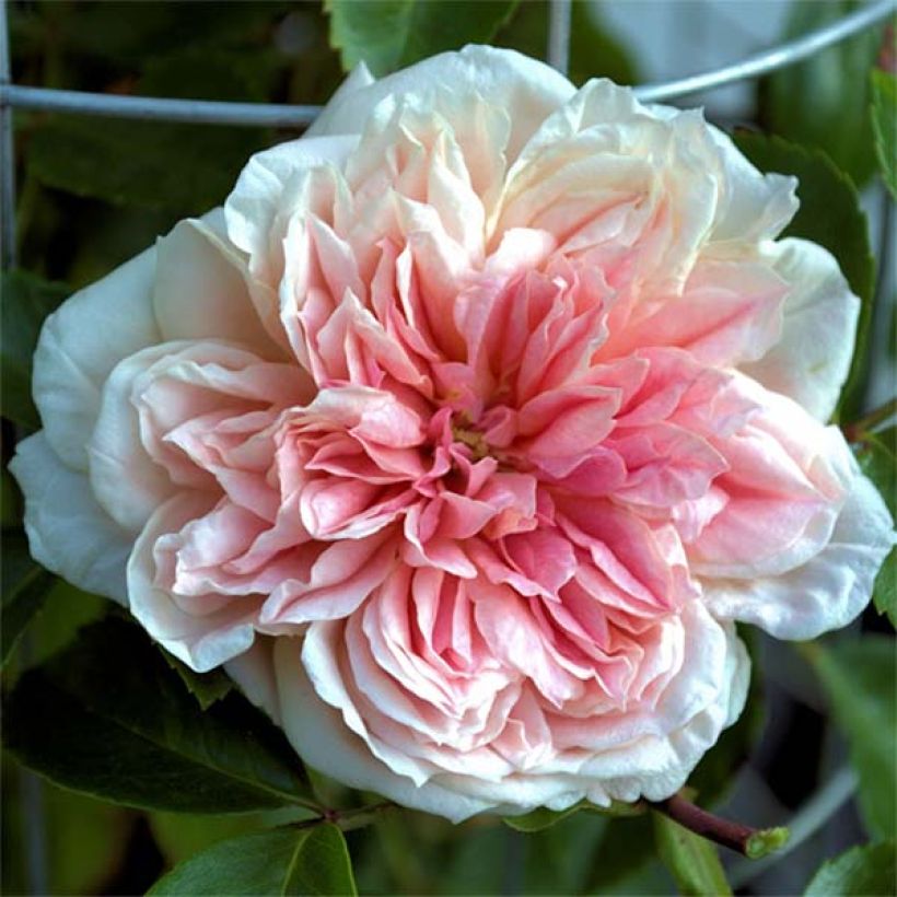 Rosa wichuraiana Paul Noel - Rambler-Rose (Flowering)