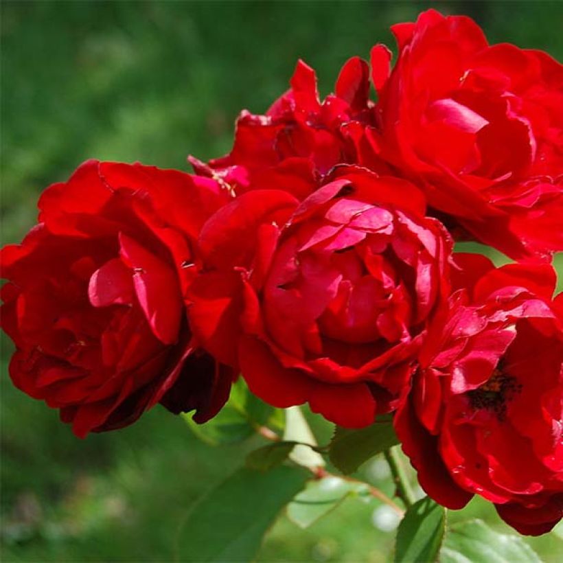 Rosa Lili Marleen - Beetrose (Flowering)