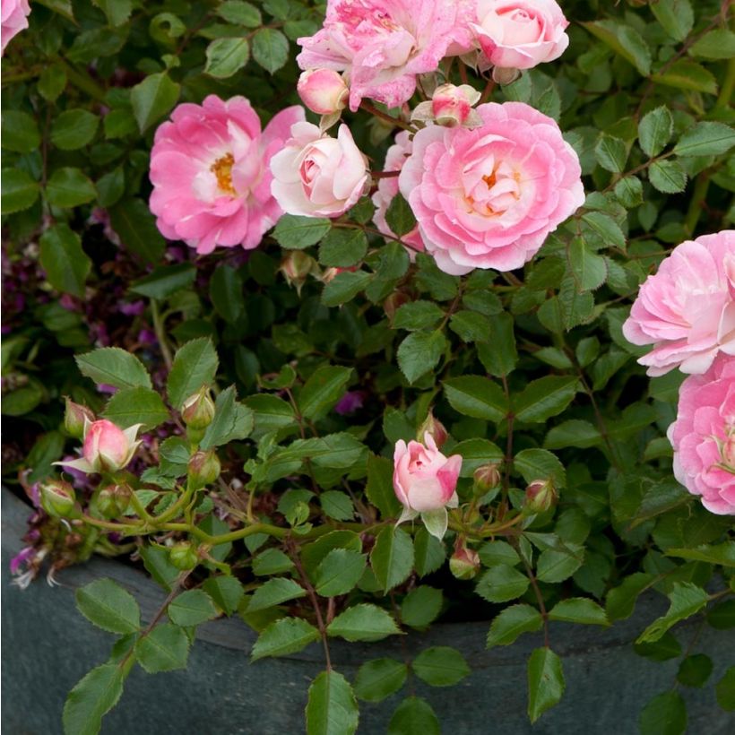 Rosa polyantha Lilliputs Flirt 2011 - Zwerg-Parkrose (Foliage)