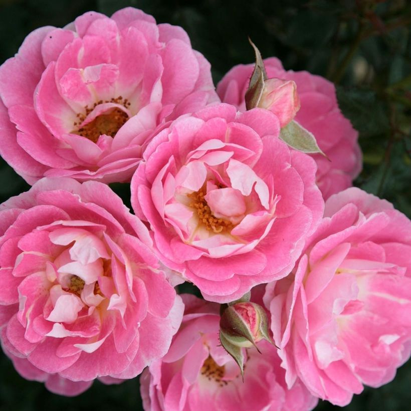 Rosa polyantha Lilliputs Flirt 2011 - Zwerg-Parkrose (Flowering)