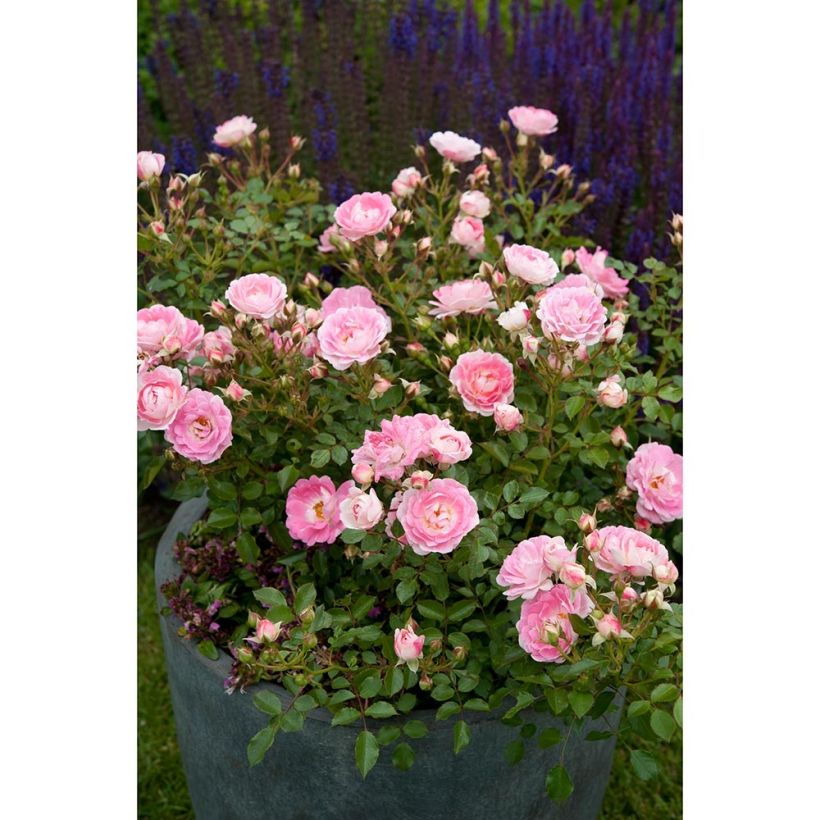 Rosa polyantha Lilliputs Flirt 2011 - Zwerg-Parkrose (Plant habit)