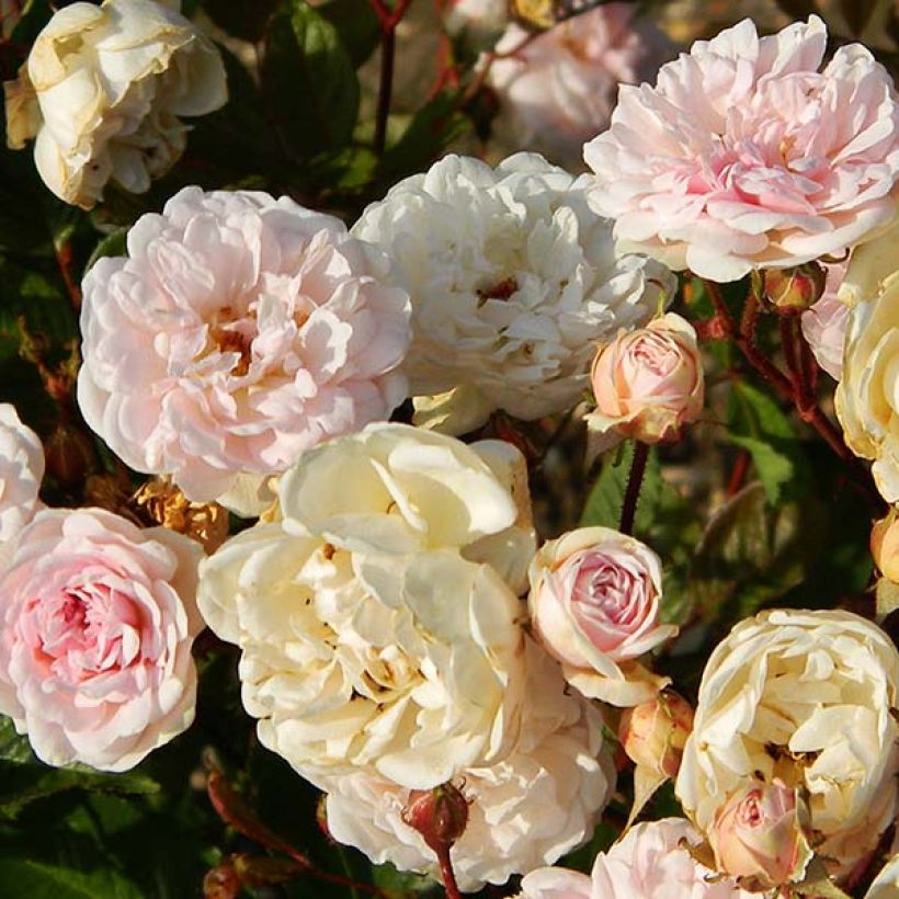 Rosa polyantha Marie Pavie - Historische Rose (Flowering)