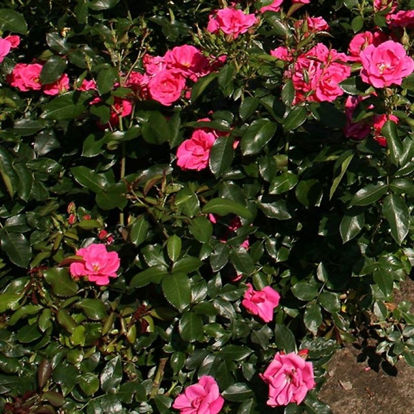 Rosa Nectar Garden Chabadabada - Polyantha-Rose (Foliage)