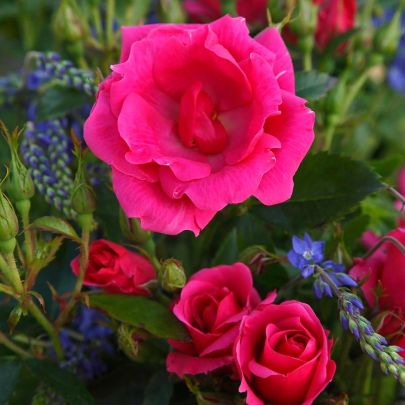 Rosa Nectar Garden Chabadabada - Polyantha-Rose (Flowering)