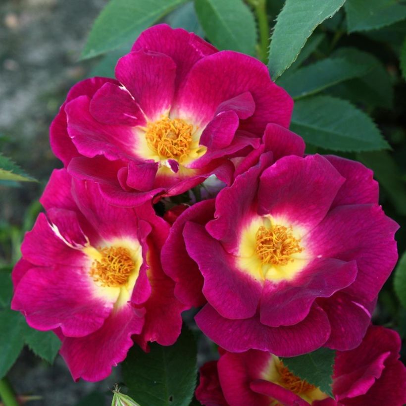 Rosa Nectar Garden Rekord Naturen - Polyantha-Rose (Foliage)