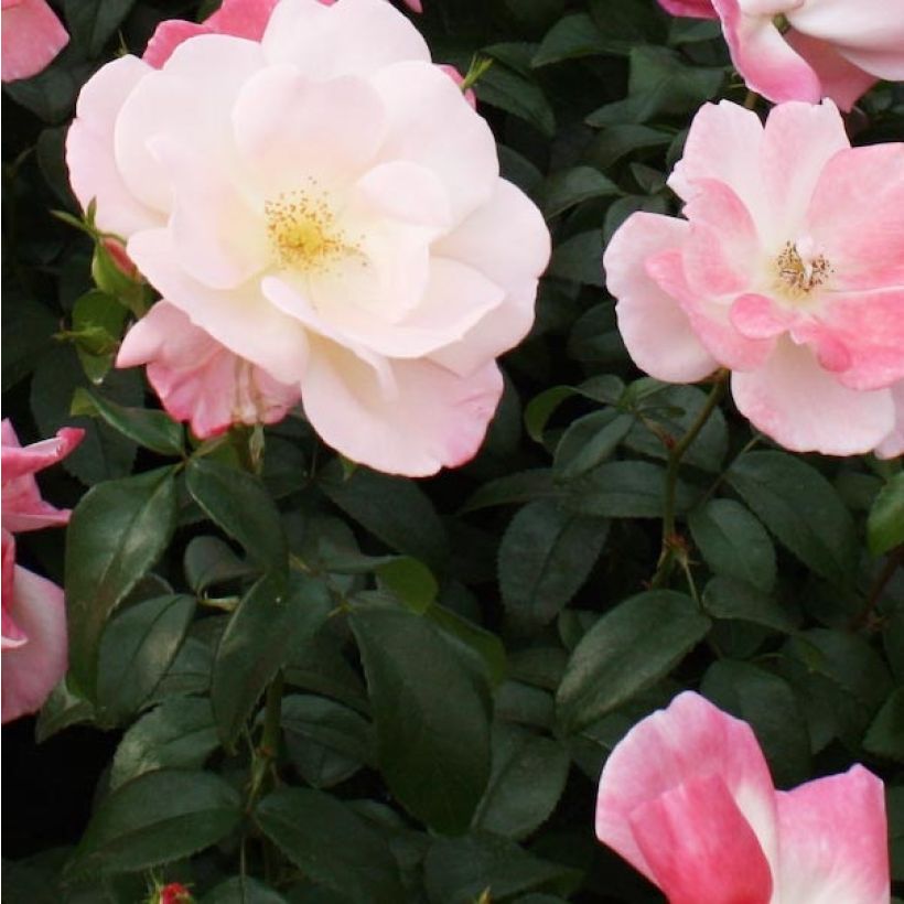 Rosa Nectar Garden Roseromantic - Beetrose (Foliage)