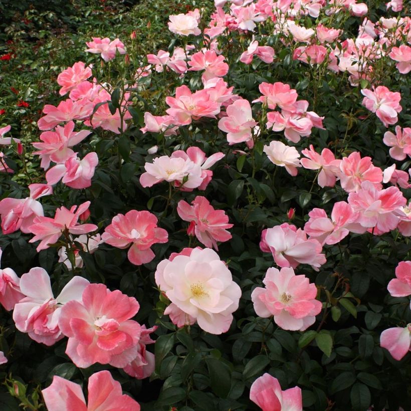 Rosa Nectar Garden Roseromantic - Beetrose (Plant habit)