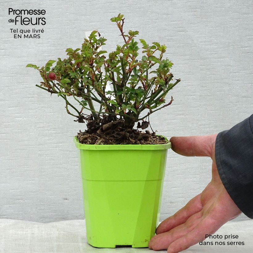 Example of Rosa Nectar Garden Alexander von Humboldt - Polyantha-Rose Topf mit 3L/4L as you get in hiver