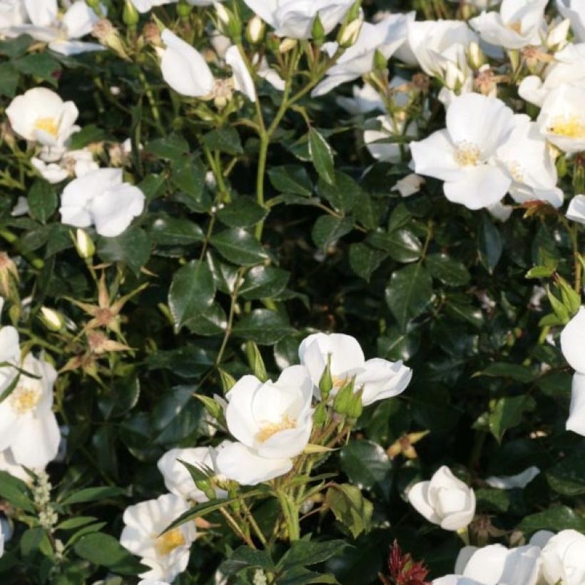 Rosa polyantha Nectar Garden Escimo - Polyantha-Rose (Foliage)