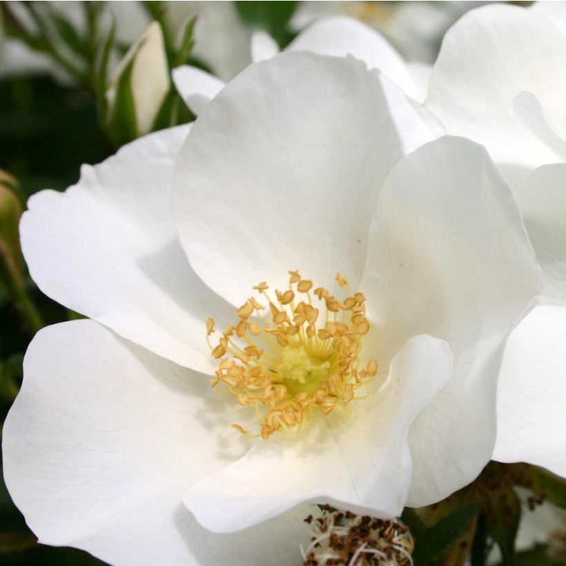 Rosa polyantha Nectar Garden Escimo - Polyantha-Rose (Flowering)