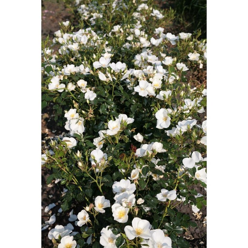 Rosa polyantha Nectar Garden Escimo - Polyantha-Rose (Plant habit)