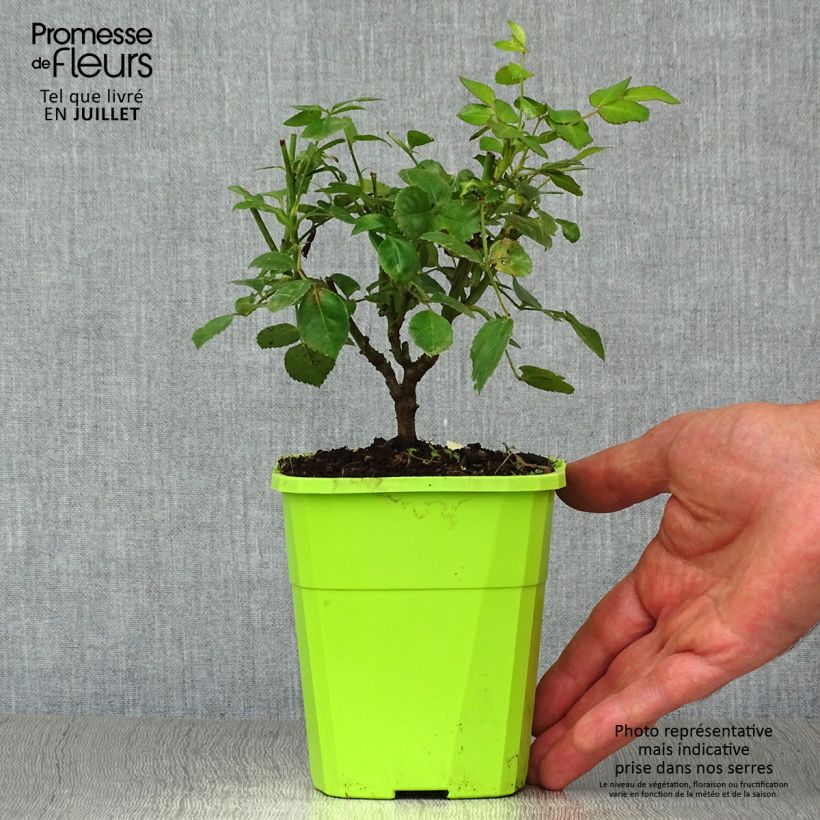 Example of Rosa polyantha Nectar Garden Escimo - Polyantha-Rose Topf mit 4L/5L as you get in ete