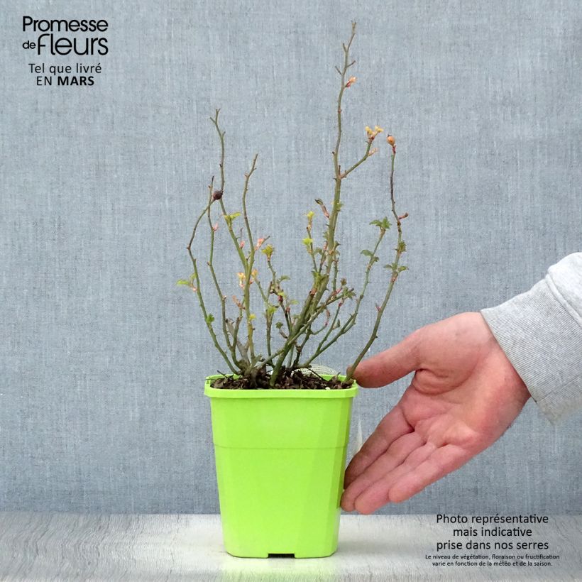 Exemplar von Rosa Nectar Garden Lilliput Lupo - Polyantha-Rose Topf mit 3L/4L wie im Frühjahr geliefert