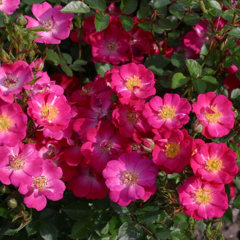 Rosa Nectar Garden Lilliput Lupo - Polyantha-Rose (Flowering)