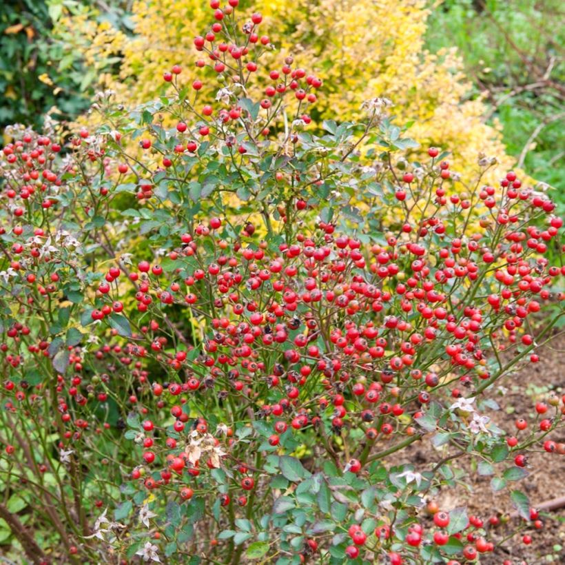 Rosa Nectar Garden Lilliput Lupo - Polyantha-Rose (Harvest)