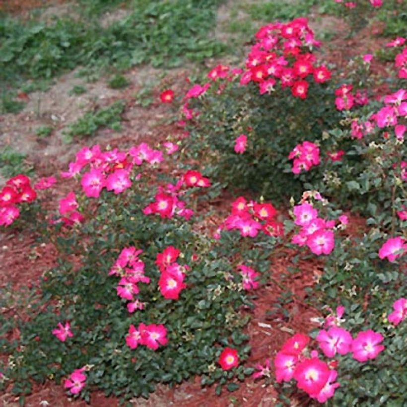 Rosa Nectar Garden Lilliput Lupo - Polyantha-Rose (Plant habit)